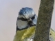 Herrerillo común<br />(Parus caeruleus)