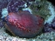 Holoturia roja<br />(Paracucumaria tricolor)