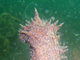 Holoturia tubular<br />(Holothuria tubulosa)
