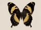 Homero<br />(Papilio homerus)