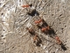 Hormiga de sangre<br />(Formica sanguinea)