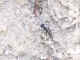 Hormiga negra<br />(Camponotus sp.)