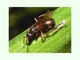 Hormiga roja<br />(Formica rufa)