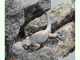 Iguana marina<br />(Amblyrhynchus cristatus)