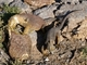 Acompañada de una iguana terrestre, por Michael Dalvald