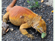 Iguana terrestre de las Galápagos<br />(Conolophus subcristatus)