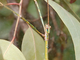 Insecto palo Goliat<br />(Eurycnema goliath)