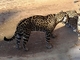 Jaguar<br />(Panthera onca)