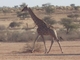Jirafa del sur<br />(Giraffa giraffa)