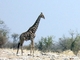 Jirafa del sur<br />(Giraffa giraffa)