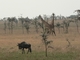 Compartiendo la sabana con <a href=ficha.php?id=470'>ñus azules</a>, por Carmen Jiménez