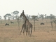 Compartiendo la sabana con <a href=ficha.php?id=470'>ñus azules</a>, por Carmen Jiménez