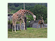 Jirafa reticulada<br />(Giraffa reticulata)