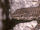 Lagartija parda<br />(Podarcis liolepis)