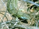 Lagarto verde<br />(Lacerta viridis)
