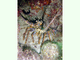Langosta espinosa del Caribe<br />(Panulirus argus)