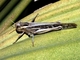Langosta migradora<br />(Locusta migratoria)