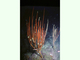 Látigo de mar Ellisella paraplexauroides<br />(Ellisella paraplexauroides)