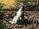 Lémur de cola anillada<br />(Lemur catta)