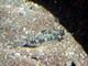 Lenguado del Pacífico<br />(Pleuronichthys coenosus)