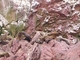 León marino sudamericano<br />(Otaria byronia)