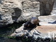León marino sudamericano<br />(Otaria byronia)