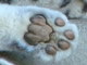 Leopardo de las nieves<br />(Uncia uncia)