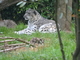 Leopardo de las nieves<br />(Uncia uncia)