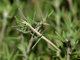 <i>Leptynia hispanica</i>