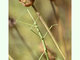 <i>Leptynia hispanica</i>