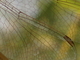 Libélula meridional<br />(Sympetrum meridionale)