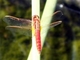 Libélula roja<br />(Sympetrum sanguineum)