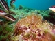 Liebre de mar punteada<br />(Aplysia punctata)