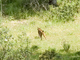 Lince ibérico<br />(Lynx pardinus)