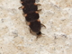 Luciérnaga europea<br />(Lampyris noctiluca)
