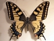 Macaón<br />(Papilio machaon)