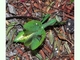 Mantis africana<br />(Sphodromantis viridis)