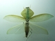 Mantis cobra<br />(Choeradodis rhombicollis)