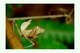 Mantis enana europea<br />(Ameles spallanzania)