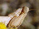 Mantis enana europea<br />(Ameles spallanzania)