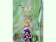 Mantis palo<br />(Empusa pennata)