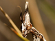 Mantis palo<br />(Empusa pennata)