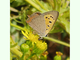 Manto bicolor<br />(Lycaena phlaeas)