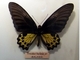 Mariposa alas de pájaro Troides helena<br />(Troides helena)