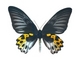 Mariposa alas de pájaro Troides hypolitus<br />(Troides hypolitus)