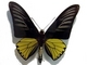 Mariposa alas de pájaro Troides magellanus<br />(Troides magellanus)