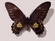 Mariposa alas de pájaro Troides miranda<br />(Troides miranda)