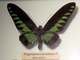 Mariposa alas de pájaro de Brooke<br />(Trogonoptera brookiana)