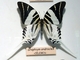 Mariposa cola de espada gigante<br />(Graphium androcles)