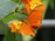 Mariposa dama<br />(Dryas iulia)